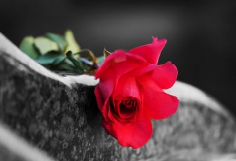                     LOVE.... like the beauty of a Rose